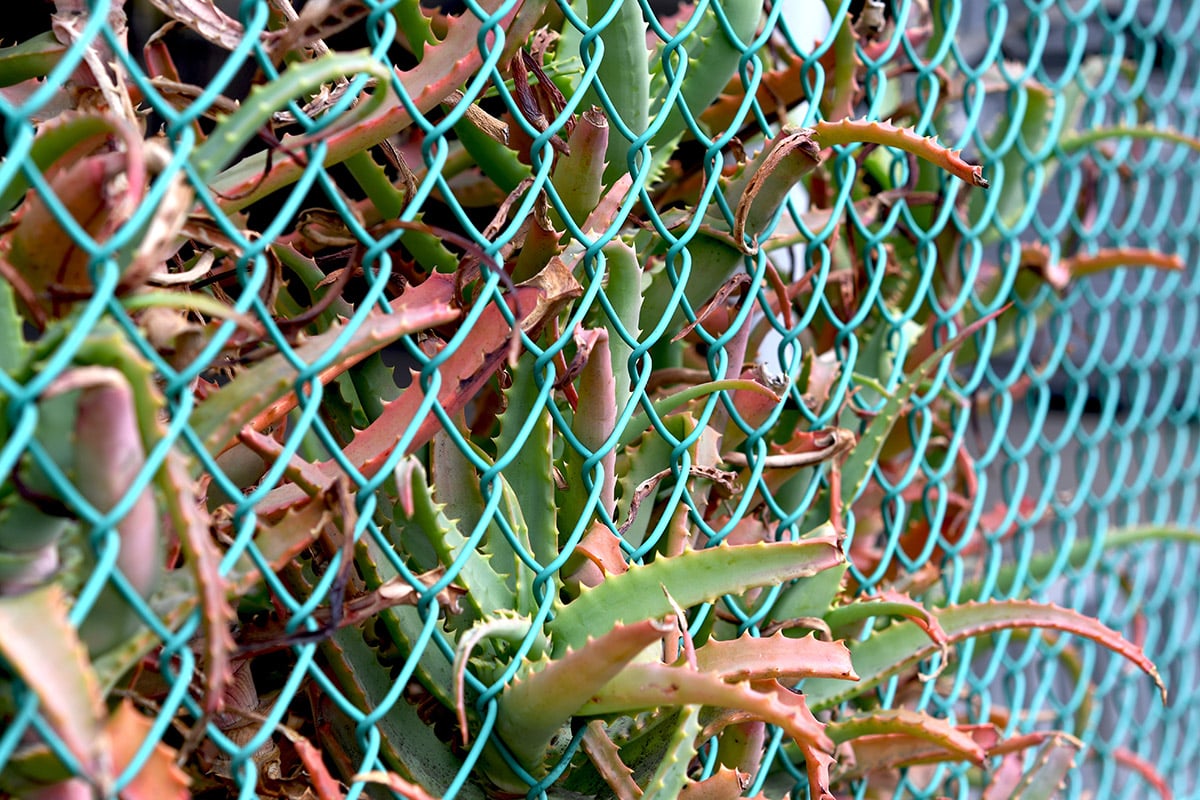 Walled Gardens vs. Open Internet Walled Gardens vs. Open Internet